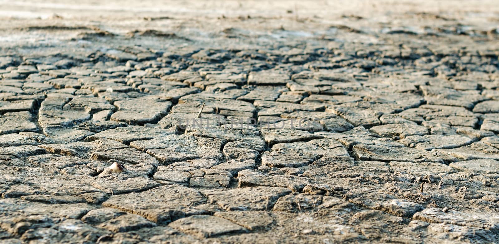 cracked earth texture