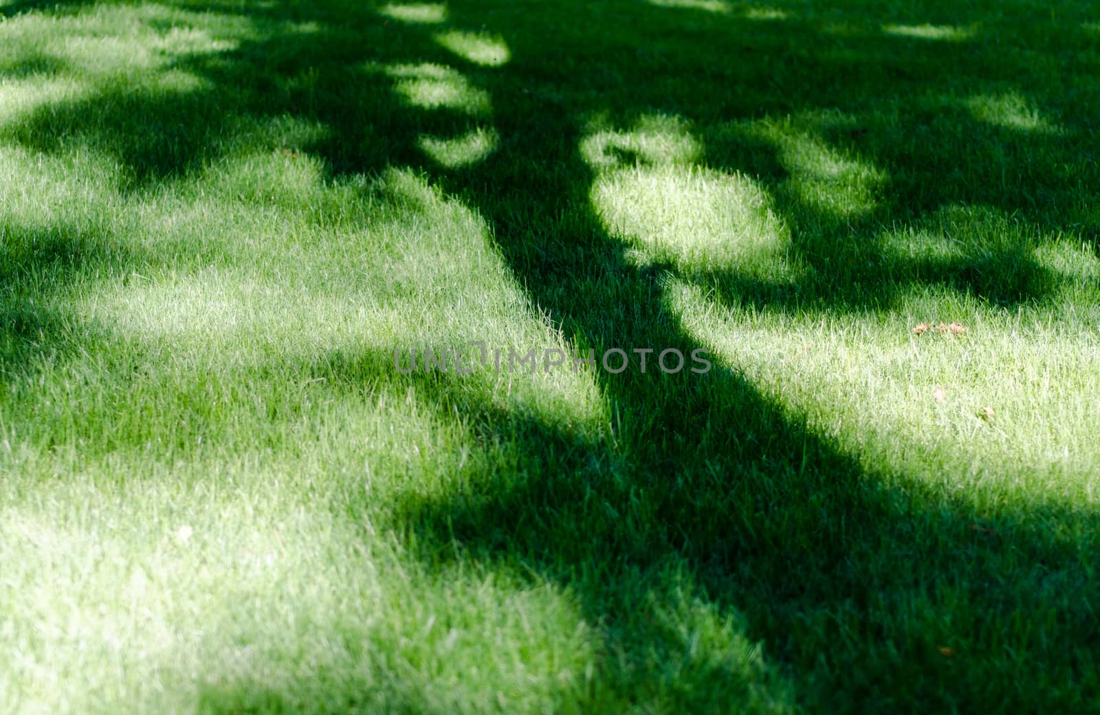lawn in a park with green grass and a shadow of a tree on it