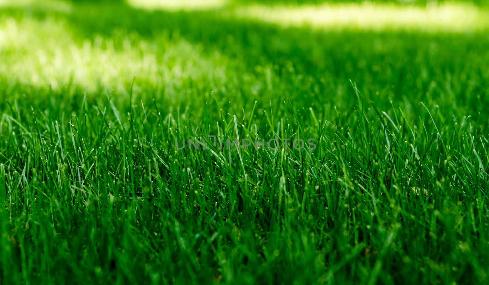 texture of a green grass on a lawn in the park