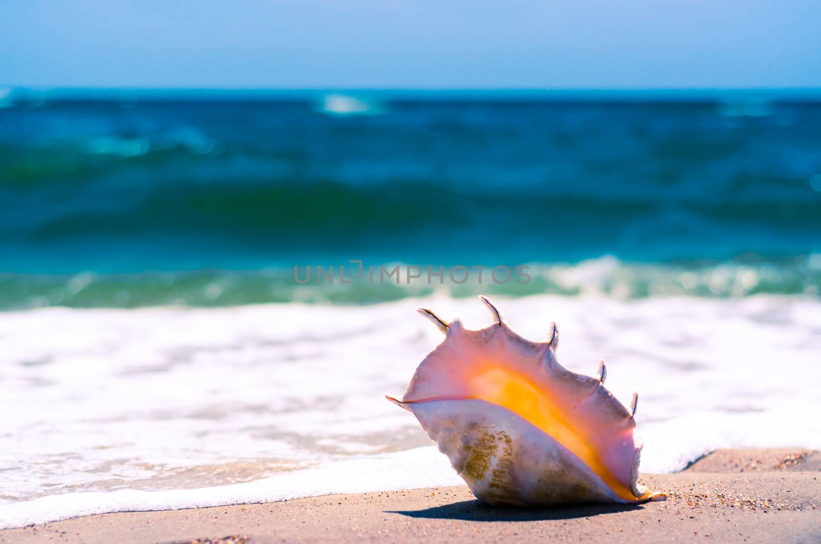 large huge ocean shell with spikes on yellow sand against a white foam of the surf and the blue sea