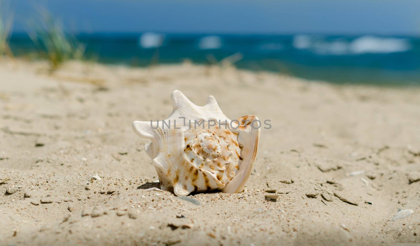 large huge ocean seashell with spikes on yellow sand against a the blue sea green grass and sky
