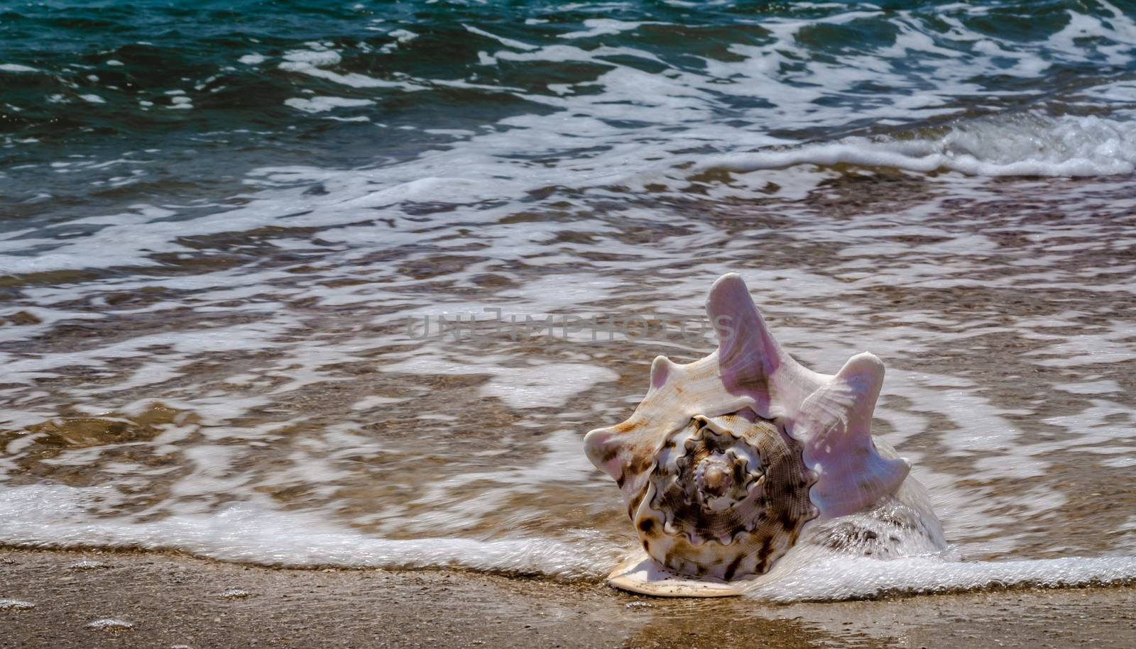 large huge oceanic shell on the yellow sand against a white foam of the surf and the blue sea