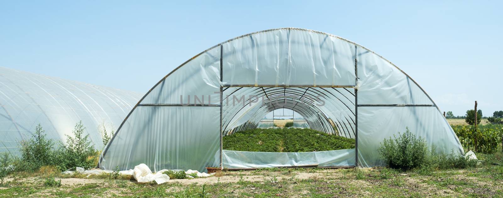 Greenhouses plantations