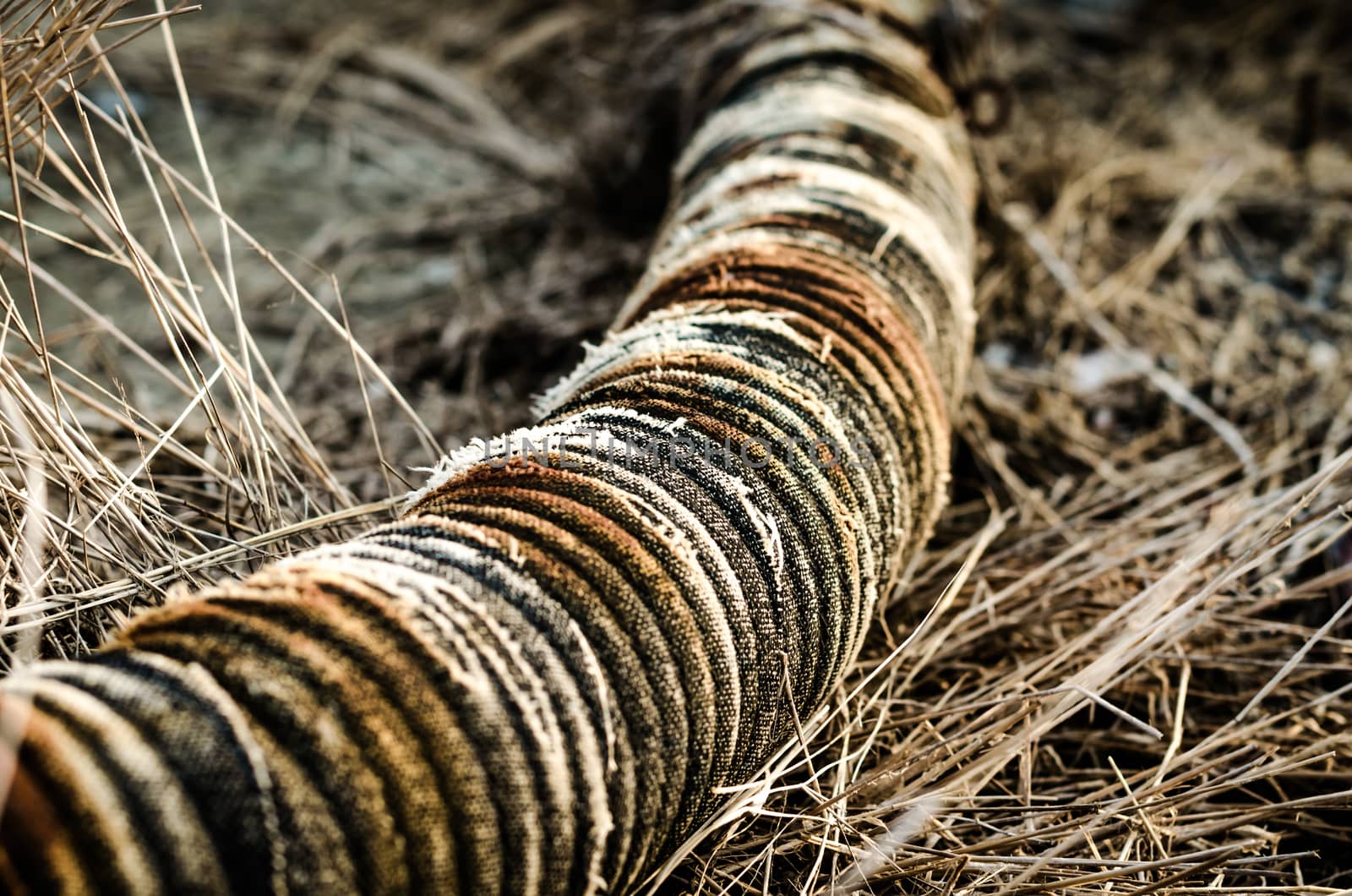 old ribbed hose in a dry grass closeup