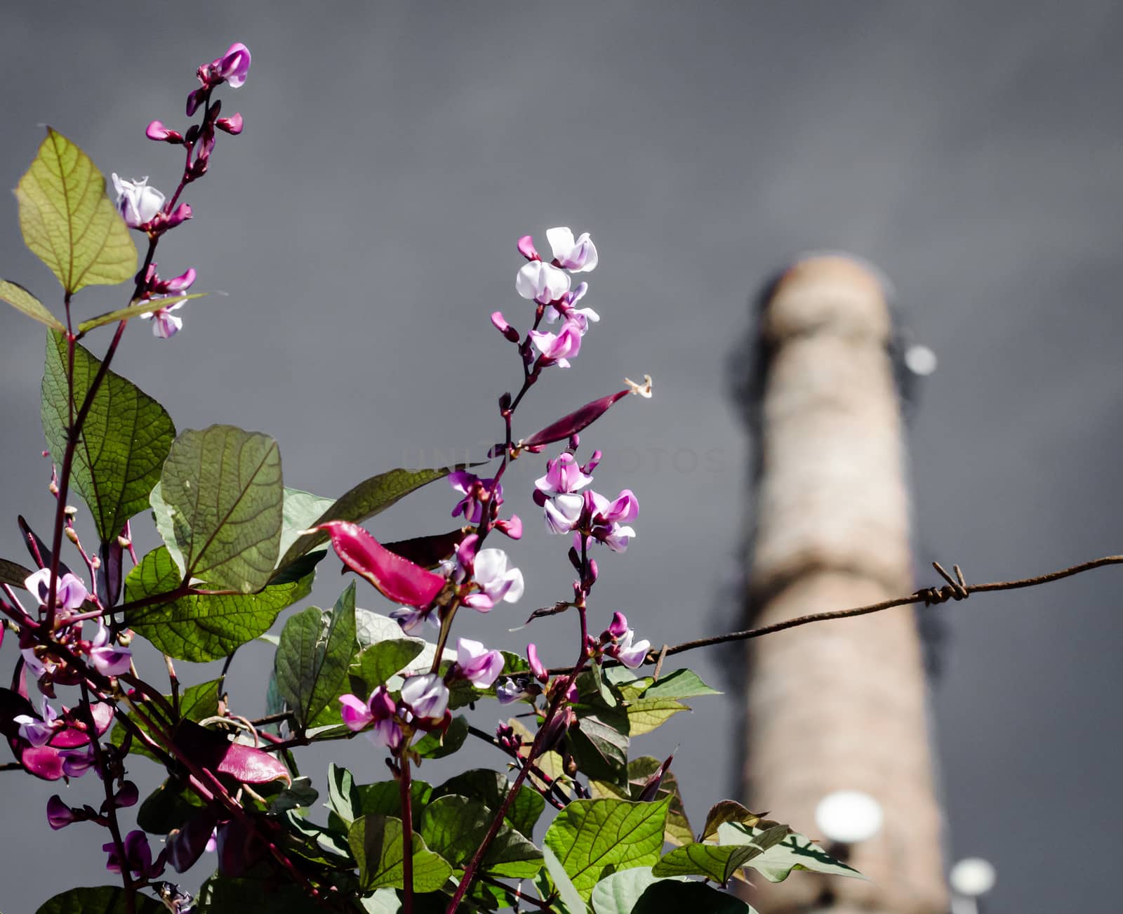 flowers on the background of the factory chimney and gray gloomy sky