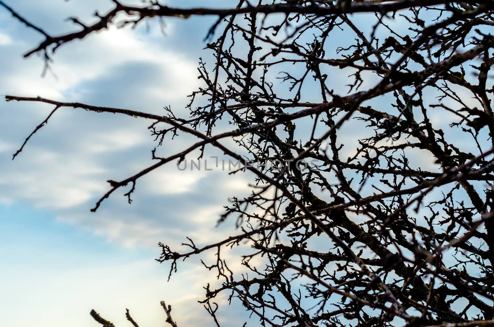 branches of a tree without leaves against a blue sky with clouds