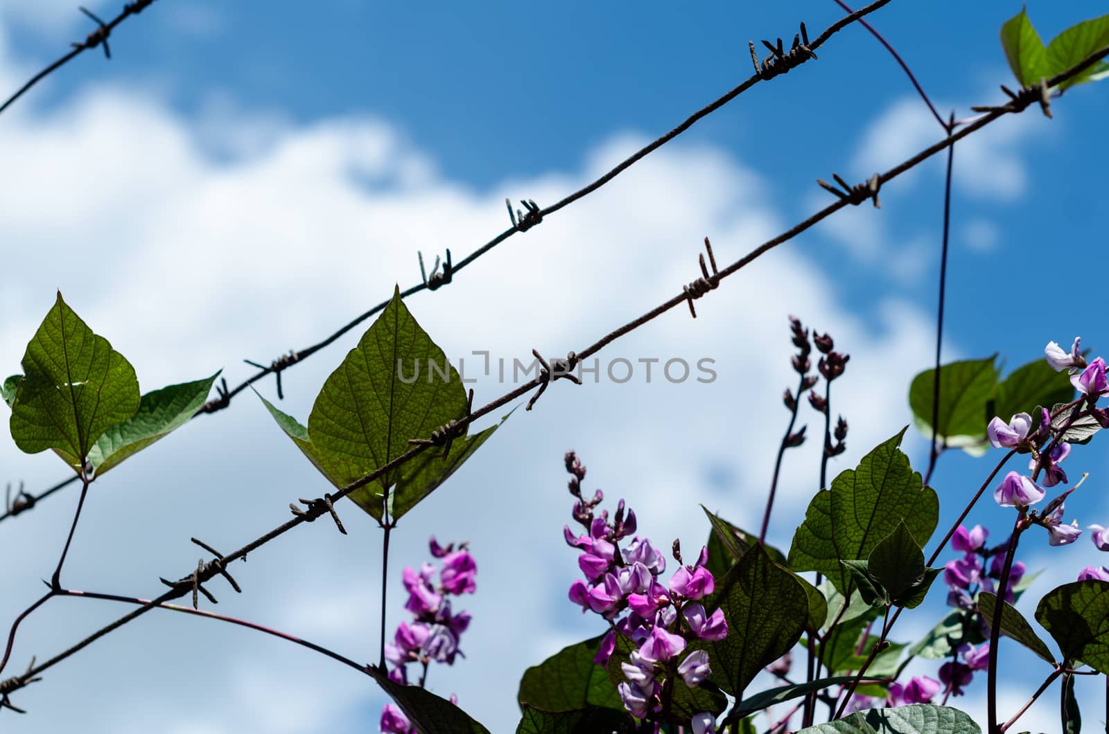 barbed wire with magenta flowers and leaves against a blue sky with white clouds