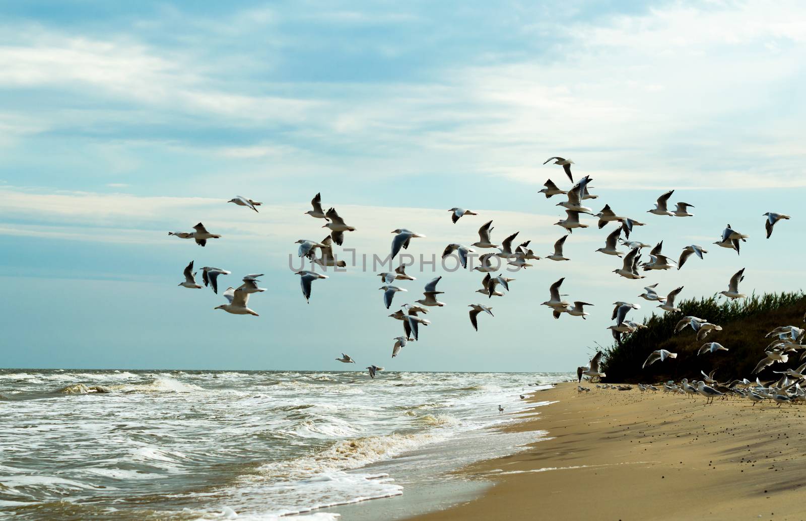 seagulls are flying over the sea
