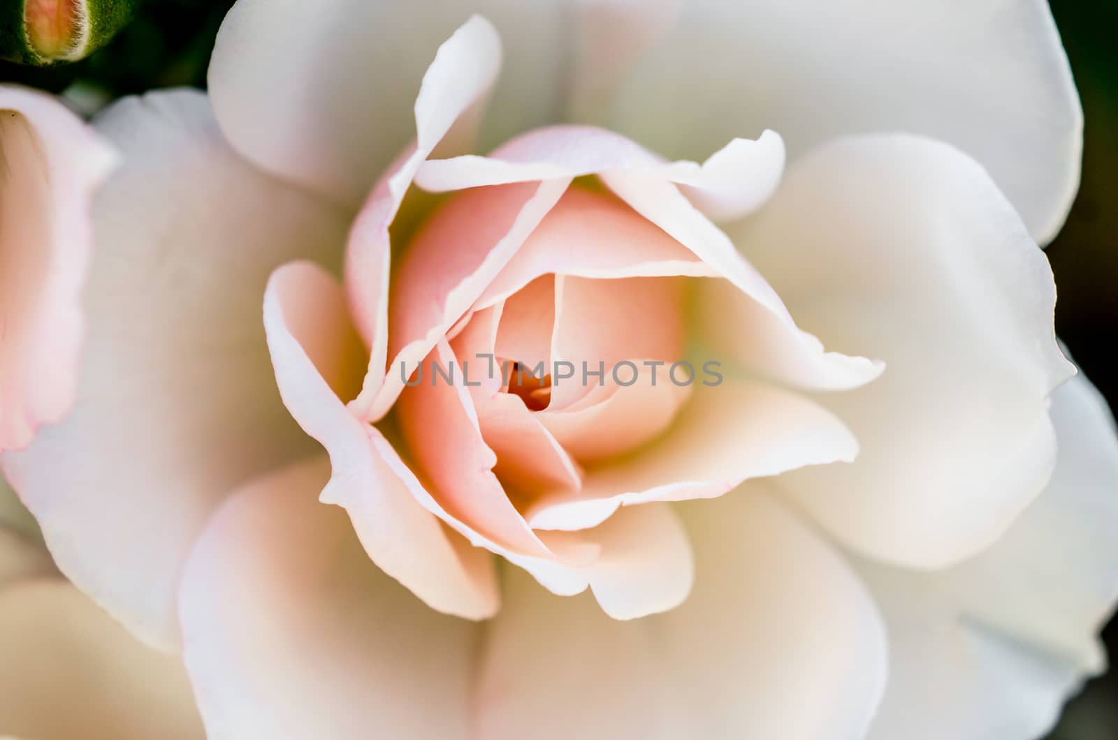 fresh flower gently pink rose closeup macro