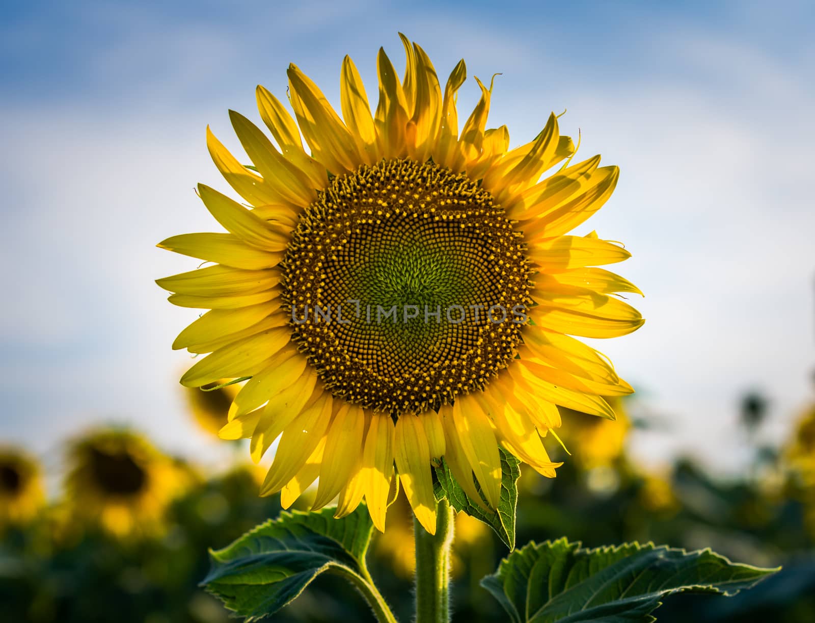 bright yellow sunflower with two green leaves on a field against a blue sky background