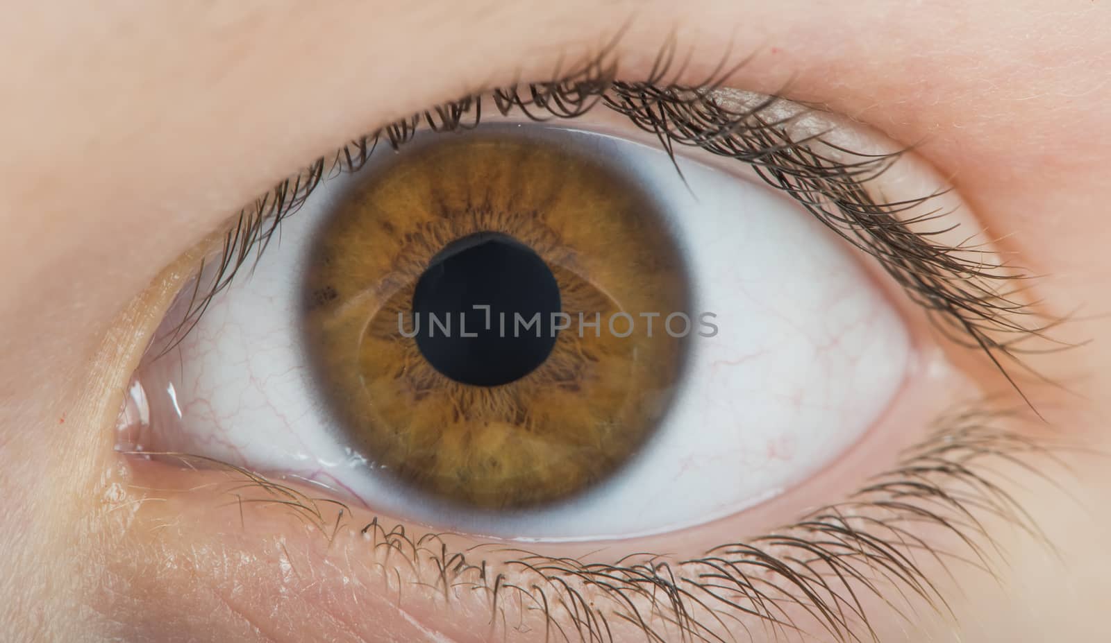 Human eye brown color by deyan_georgiev