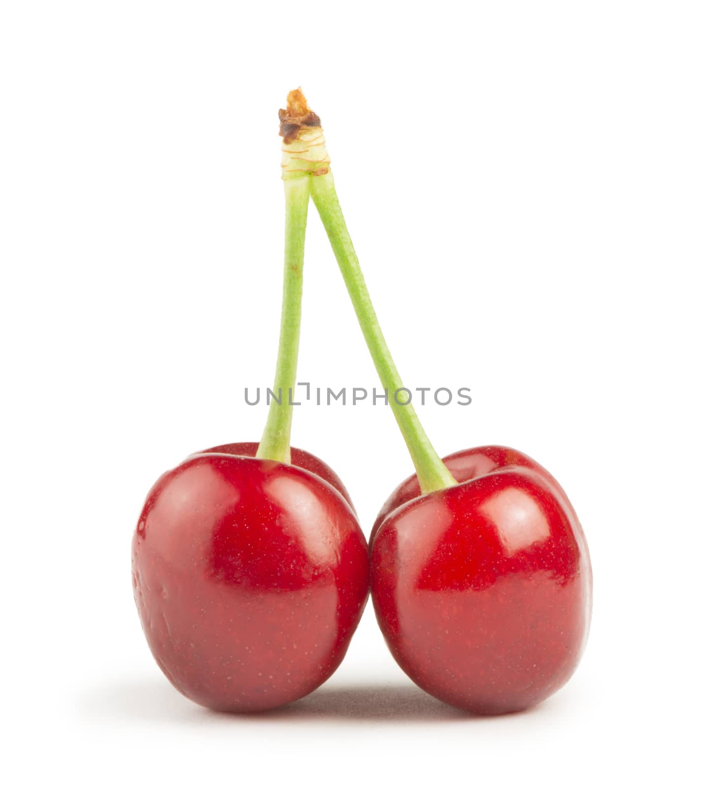 Two Cherries white isolated studio shot