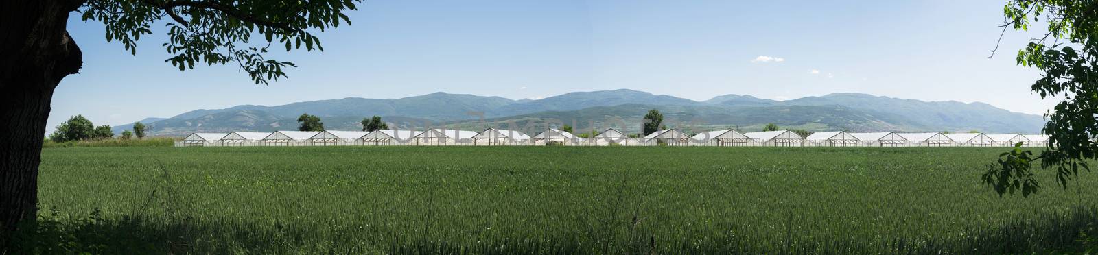 Greenhouse plantation and cultivated land. Panoramic image