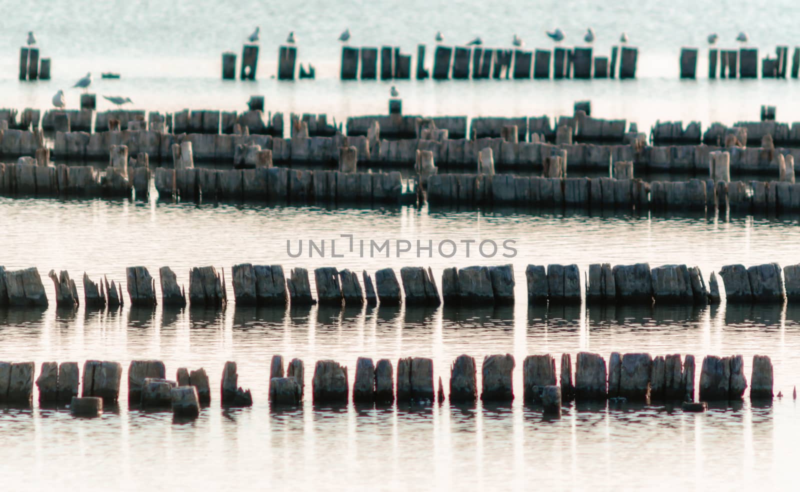birds seagulls on wooden stumps in water