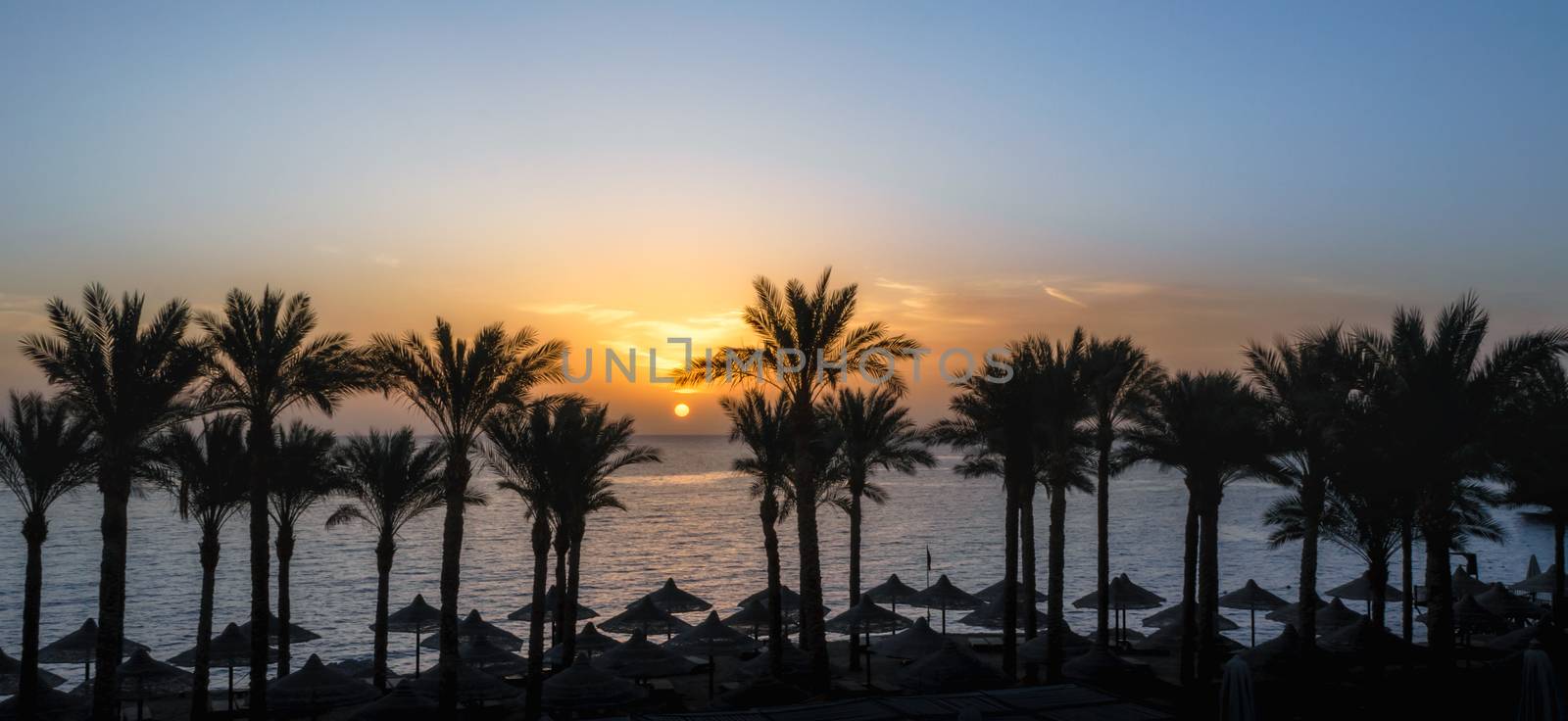 landscape dawn palm trees and a beach with umbrellas in Egypt in Sharm El Sheikh