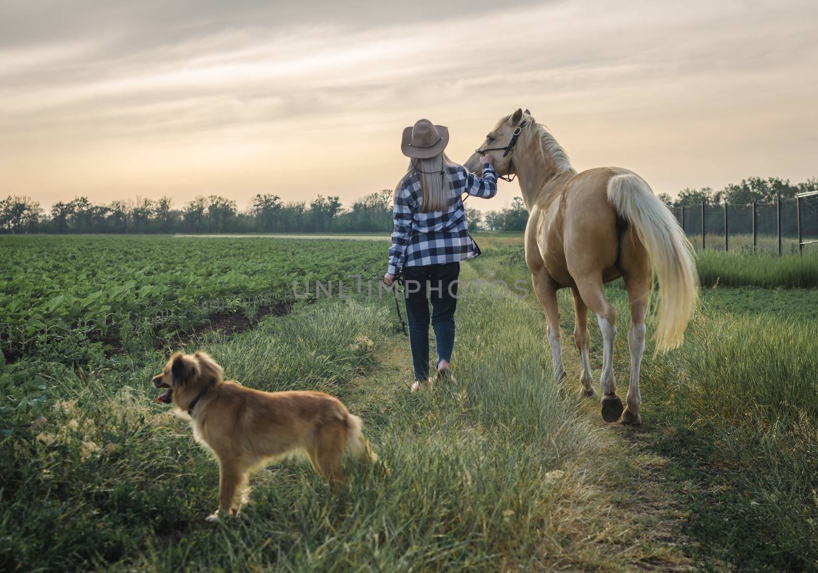 young blonde girl in a hat and a plaid shirt walks with a horse and dog in the evening on a farm in the village