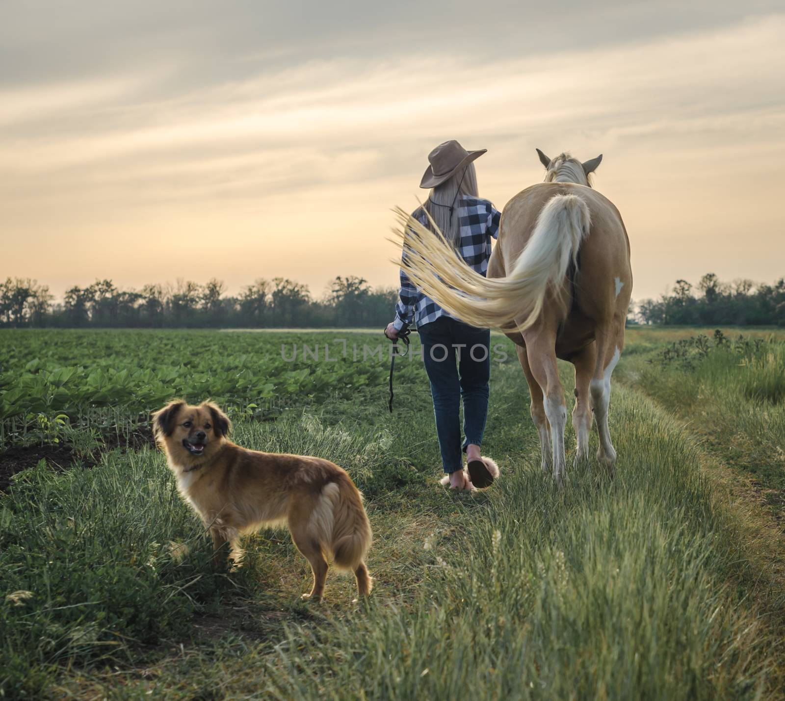 young blonde girl in a hat and a plaid shirt walks with a horse and dog in the evening on a farm in the village