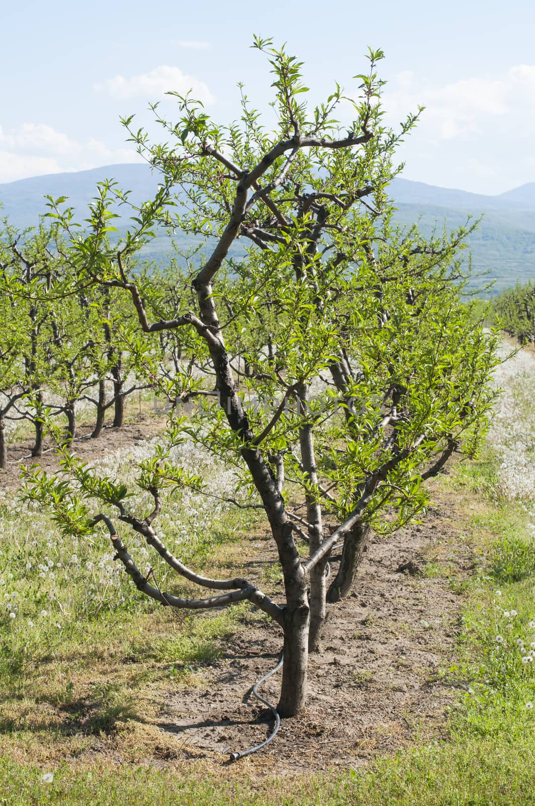 Young cherry trees. Cherry orchard