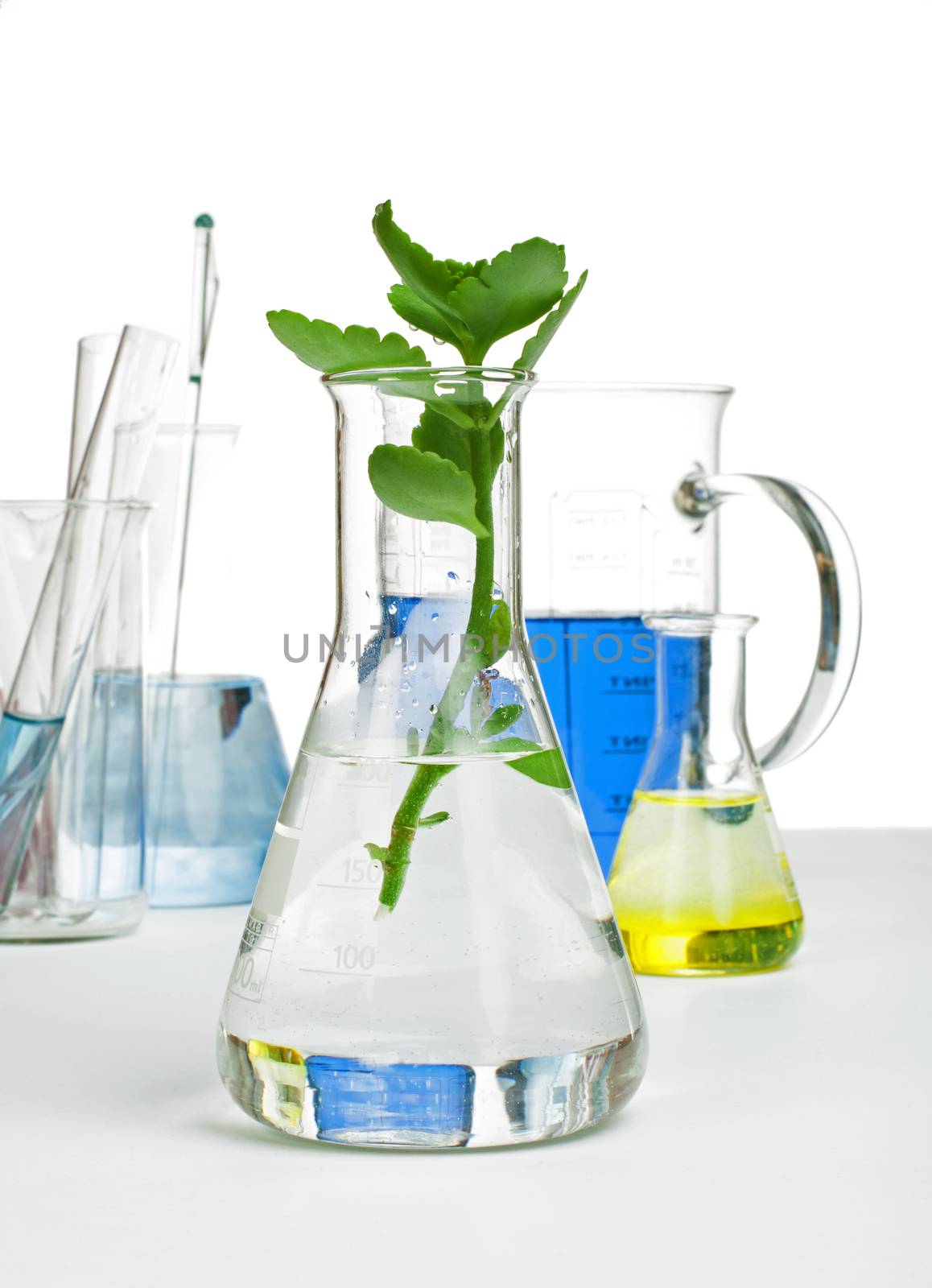 Green plants in laboratory equipment by deyan_georgiev