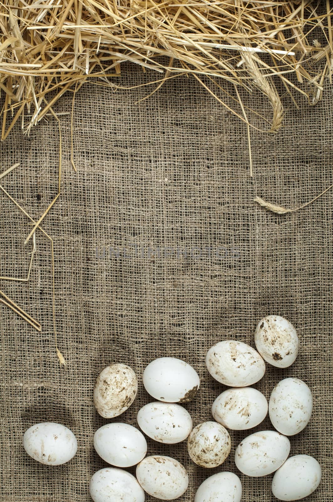Organic white eggs on sackcloth and straw. Copy space
