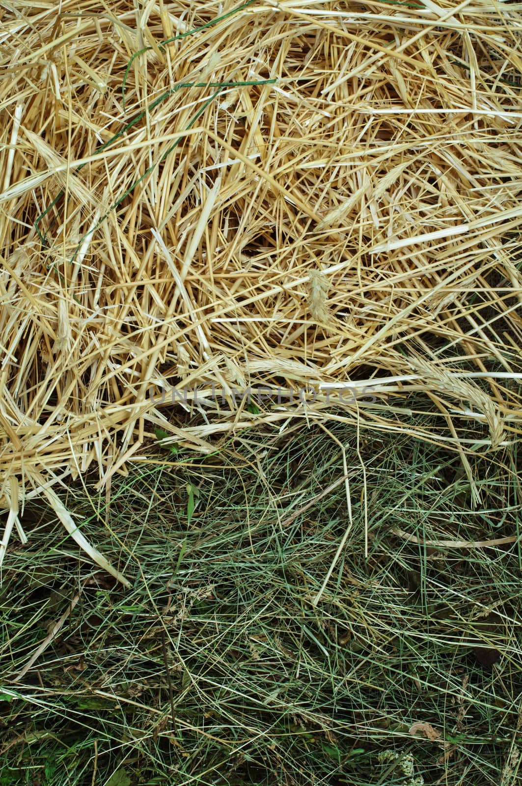 Straw and hay close up background. Studio shot .