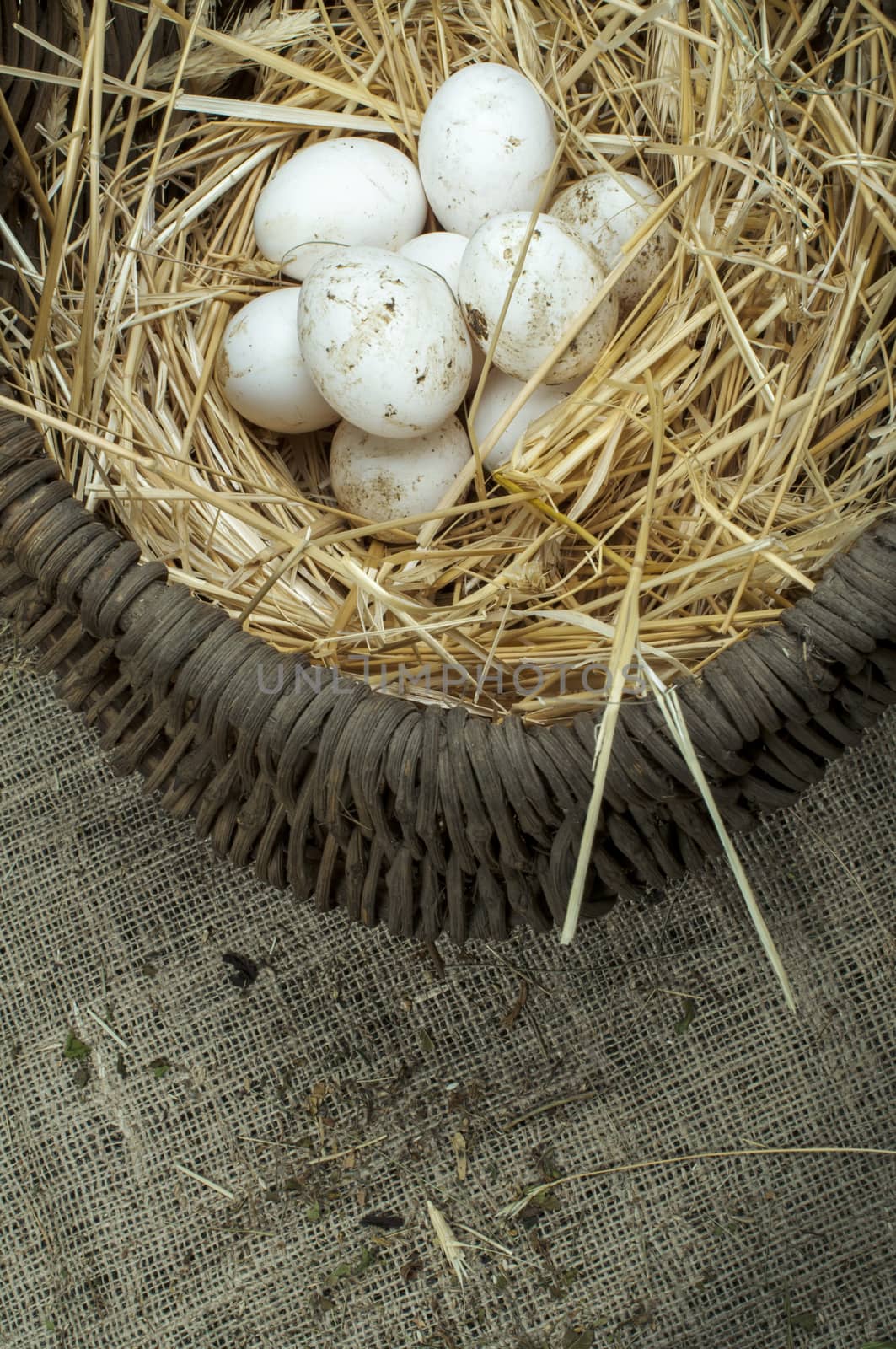 Organic white eggs from domestic farm. Eggs in vintage basket.