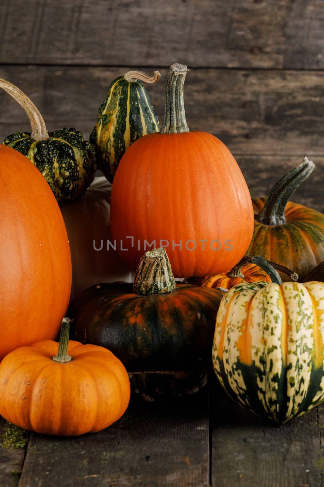 Many orange pumpkins on dark wooden background , Halloween or Thanksgiving day concept