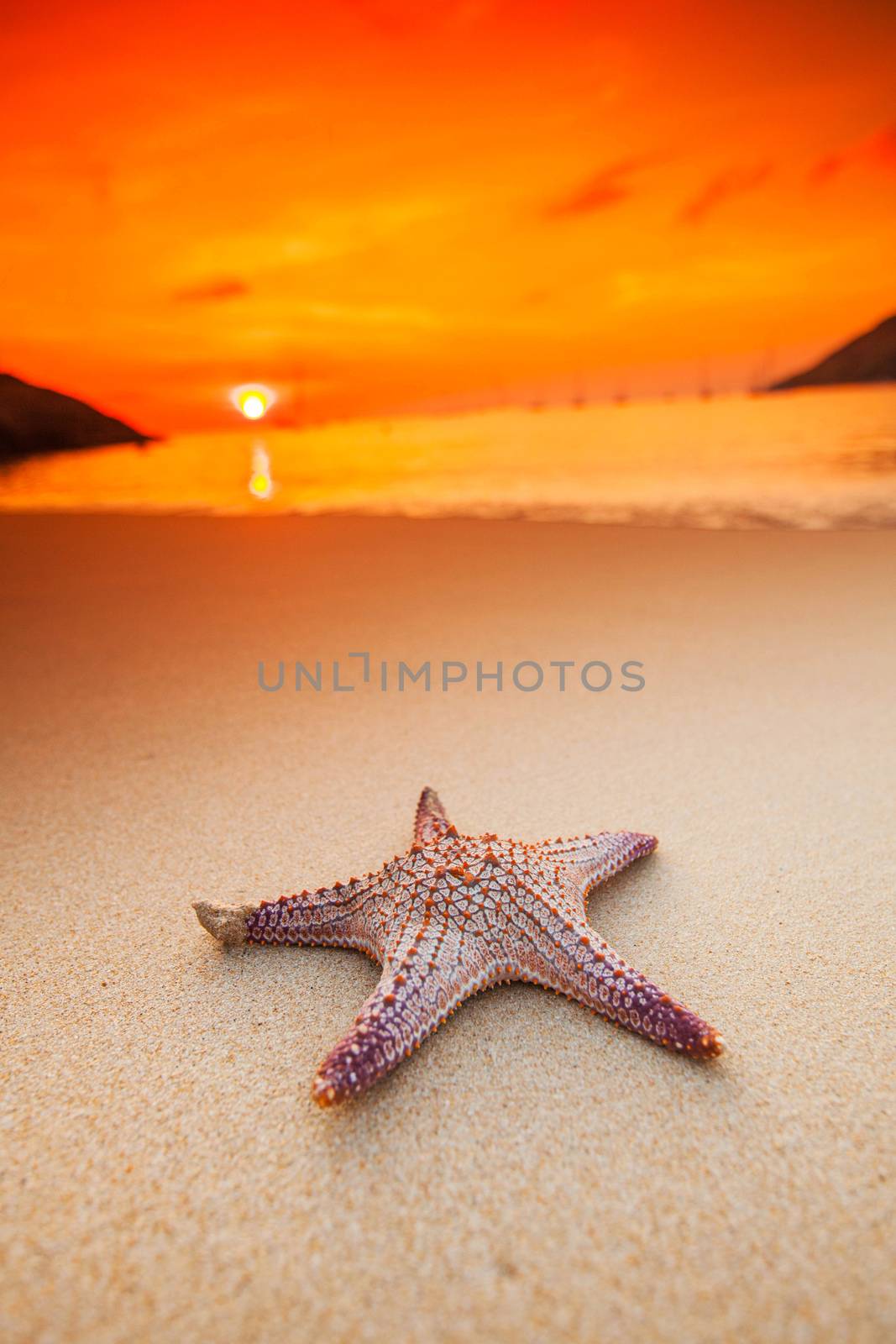 Starfish on beach by Yellowj