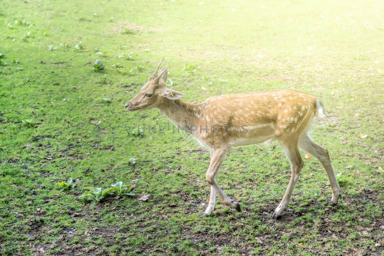 Young fallow deer, dama dama, on a pasture