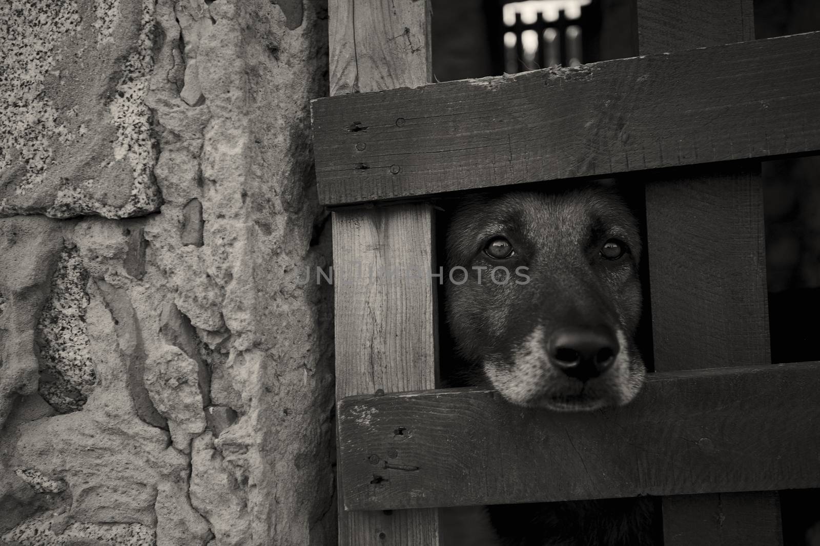 Young dog looking through the grate of a cage where he is locked up: the suffering of someone who is deprived of his freedom at the hands of those who can not respect the rights of others.