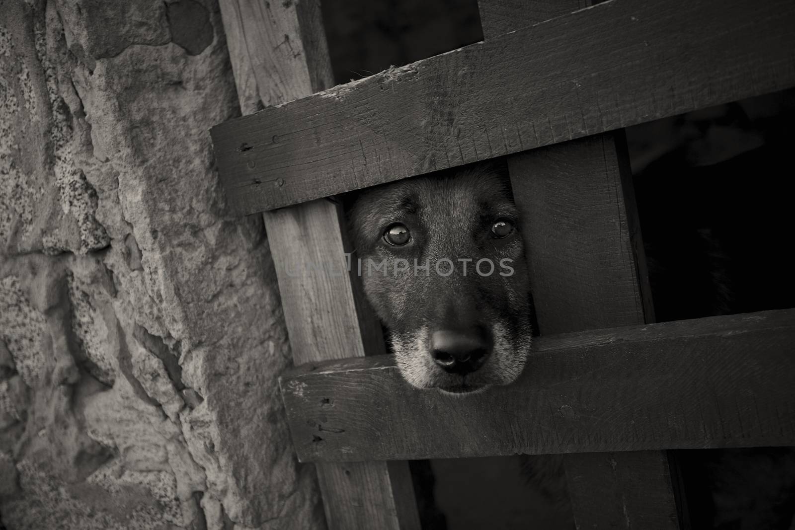 A look full of sadness and melancholy in the eyes of a dog kept locked in a cage and deprived of his freedom for human selfishness: a gesture of someone who can not love.