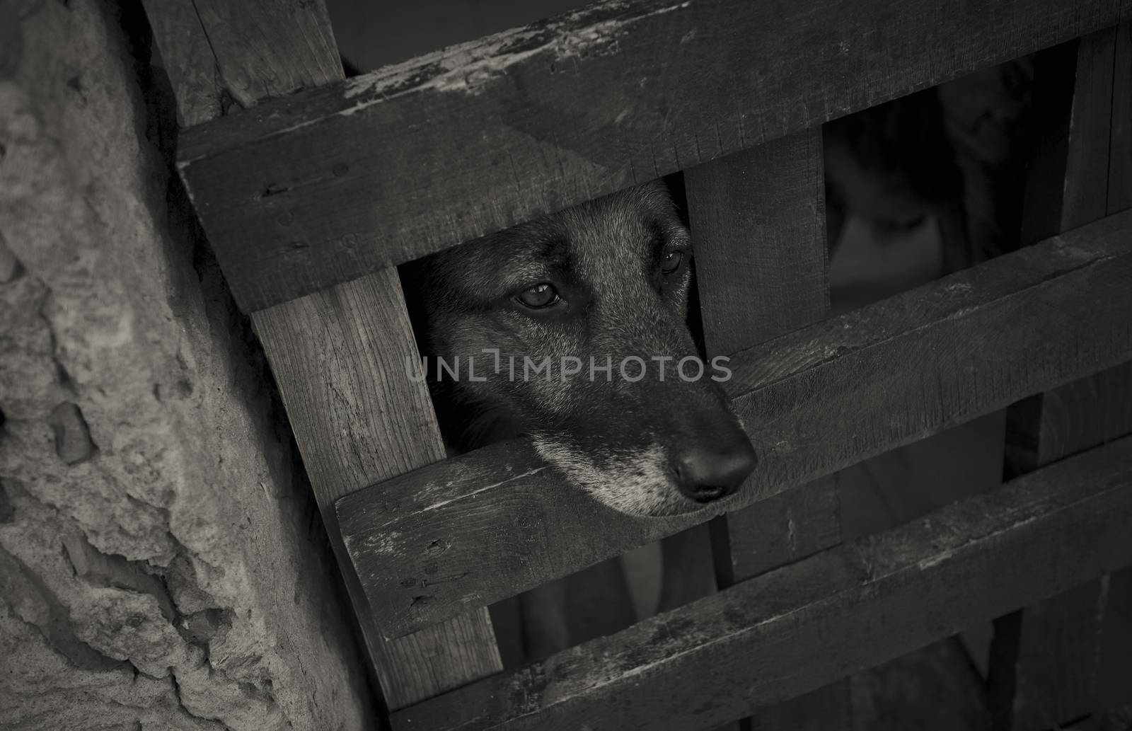 Dog gazing out of his cage with the hope in his eyes that one day he could breathe the air of freedom again.