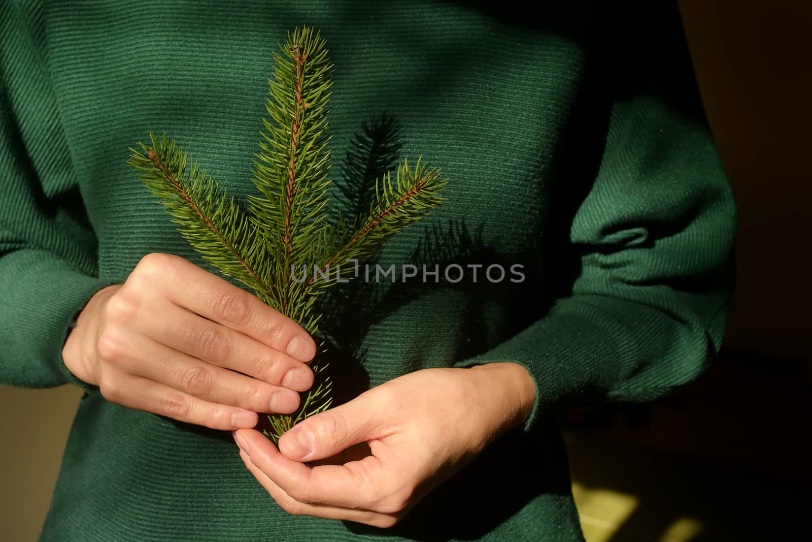 Woman is holding pine tree branch  by jordachelr