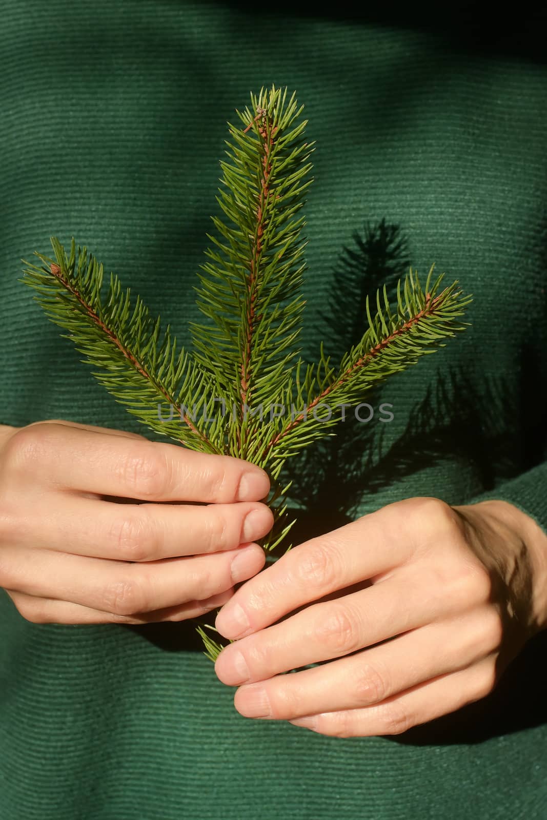 Woman is holding pine tree branch and natural sunlight
