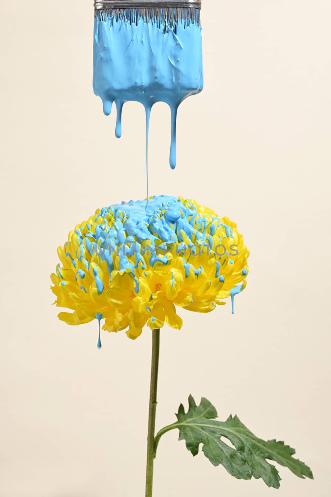 Yellow Chrysanthemum With Drops Of Blue Paint Isolated