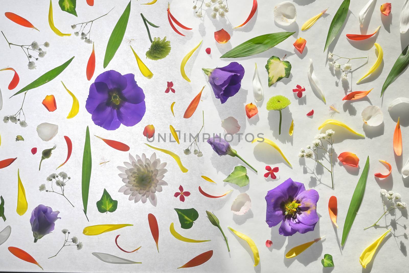 Blooming Colorful Flowers Pattern Background