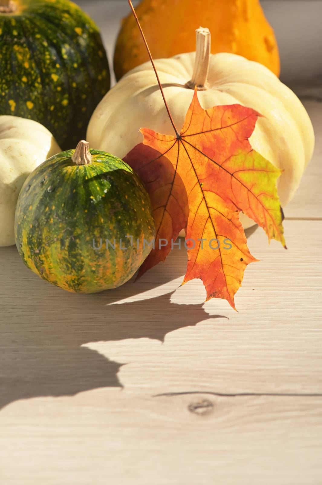  Autumn maple leaves with Pumpkins on white wooden background