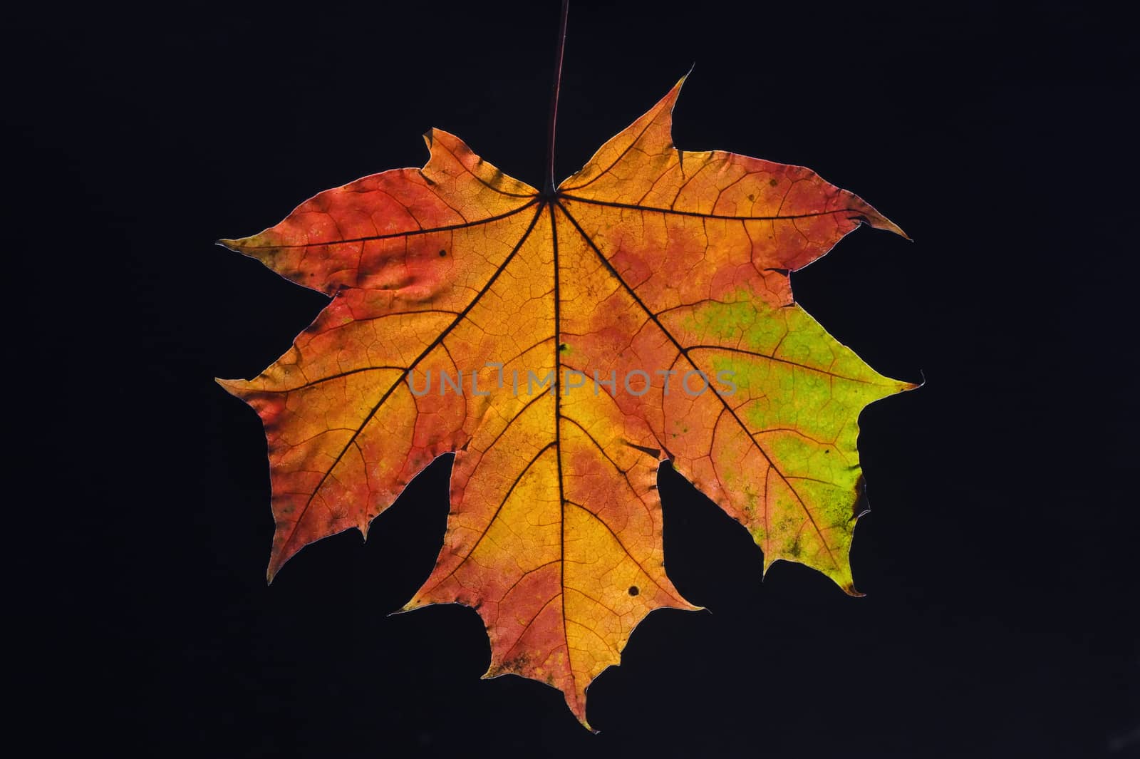 Colorful Autumn Leaf On Black