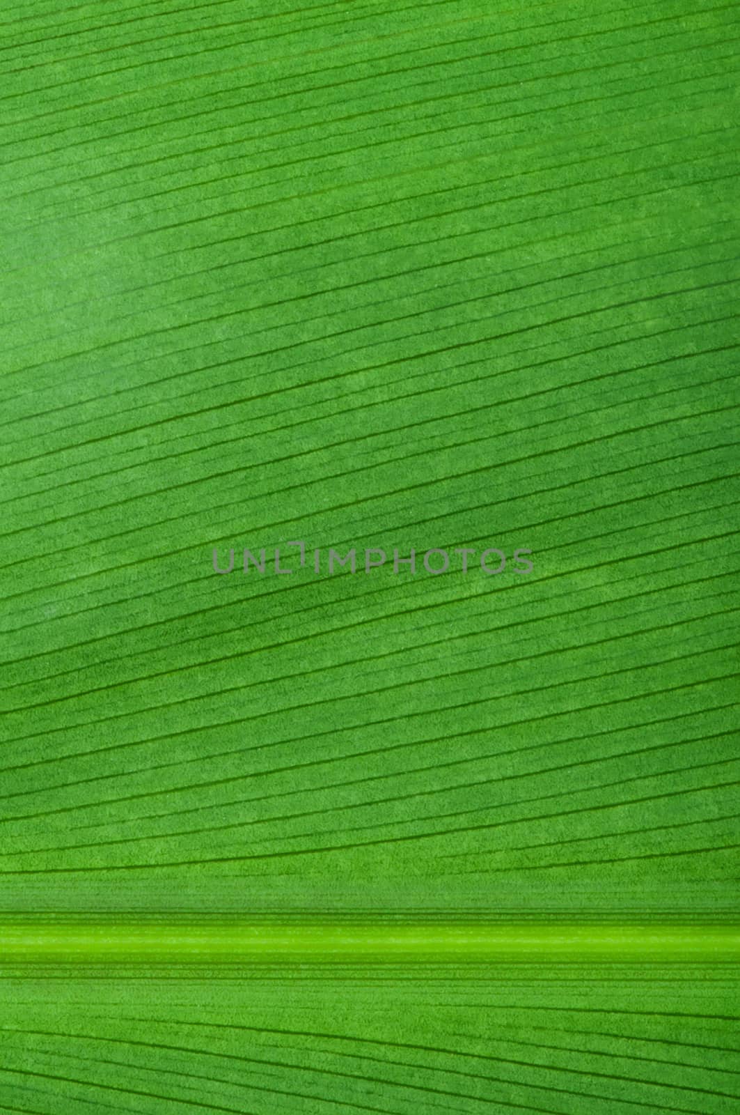 Natural background of green leaf. Close up leaf surface