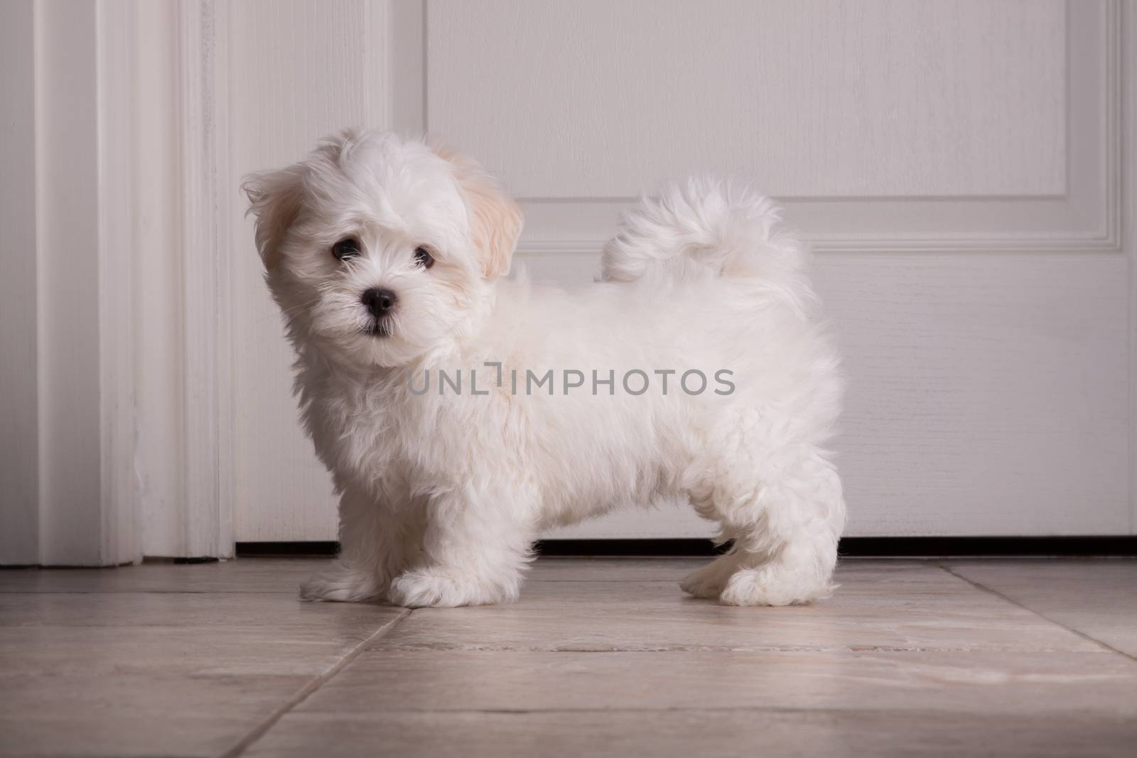 Adorable two months white Shih tzu puppy by lanalanglois