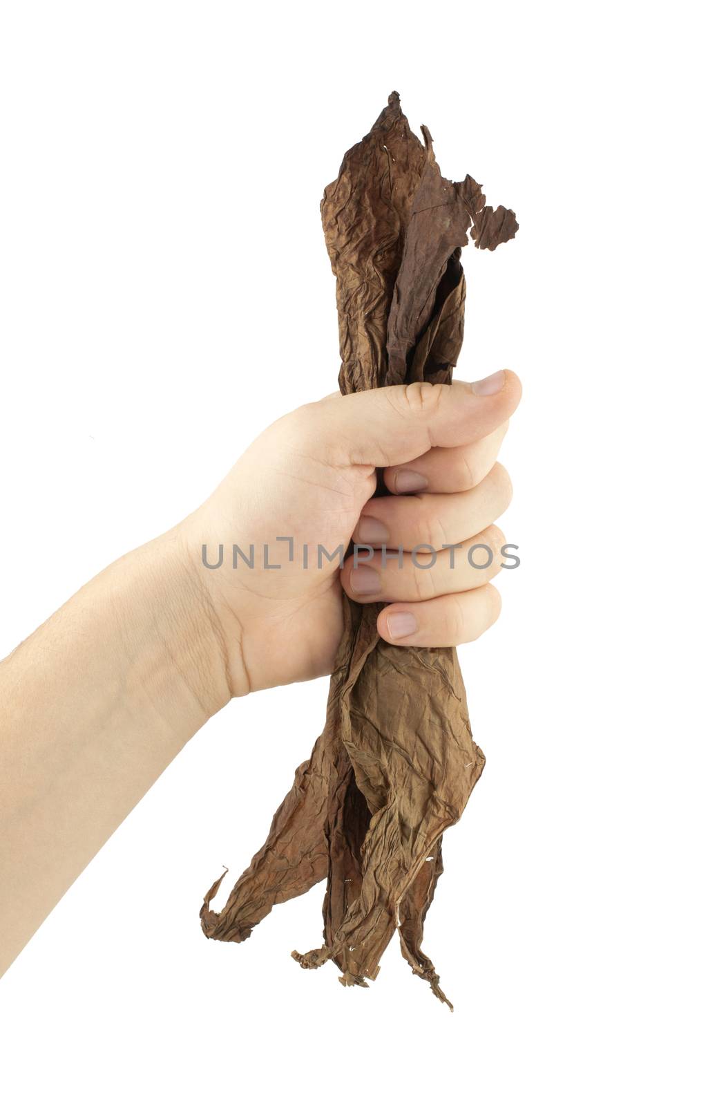 Hand holding dried tobacco leaves.White isolated