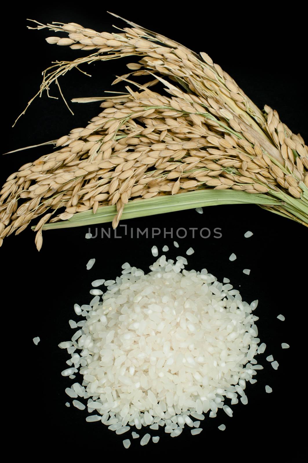Rice baldo on black background.Rice branch