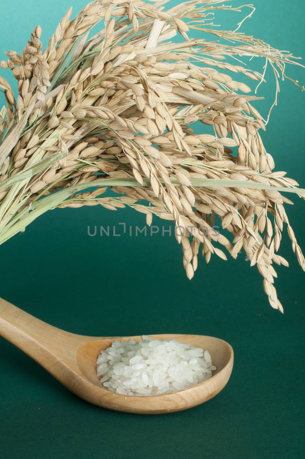 Rice baldo in wooden spoon on green background