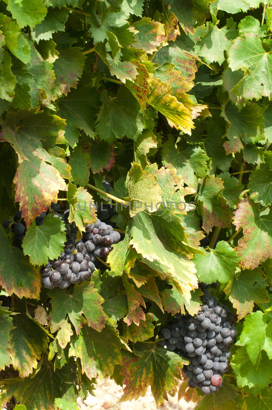 Vineyards and grapes by deyan_georgiev