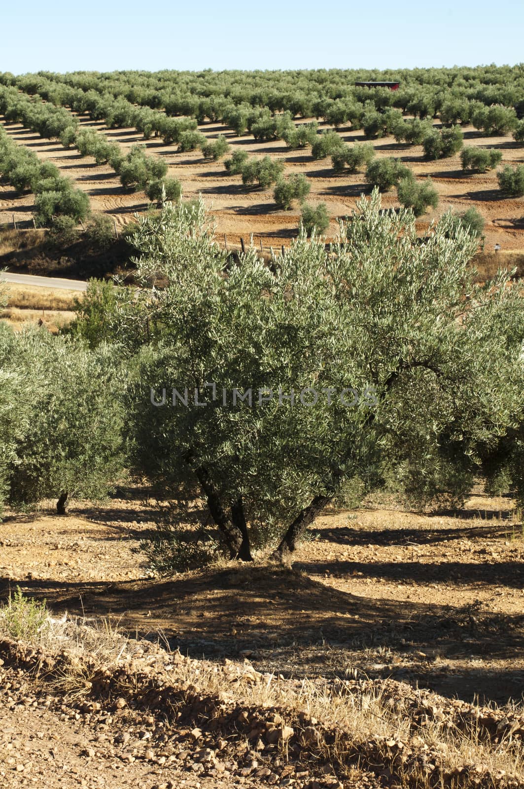 Olive trees in a row. Spanish red soil