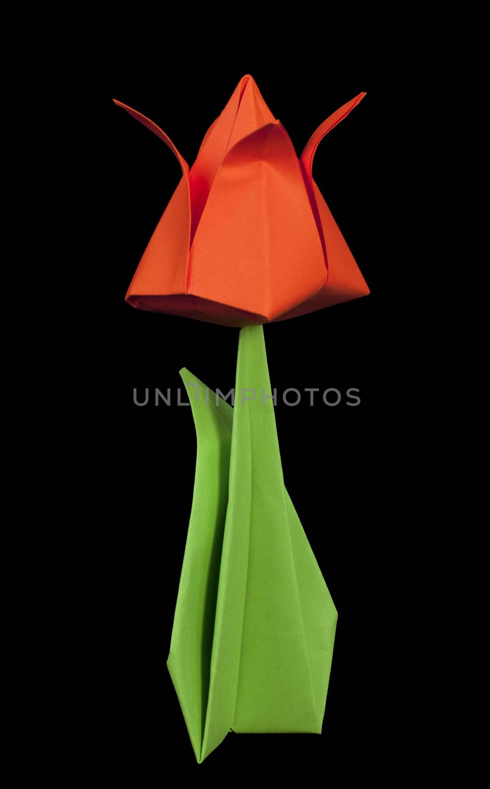 Red tulip isolated on black background. Paper made flowers.