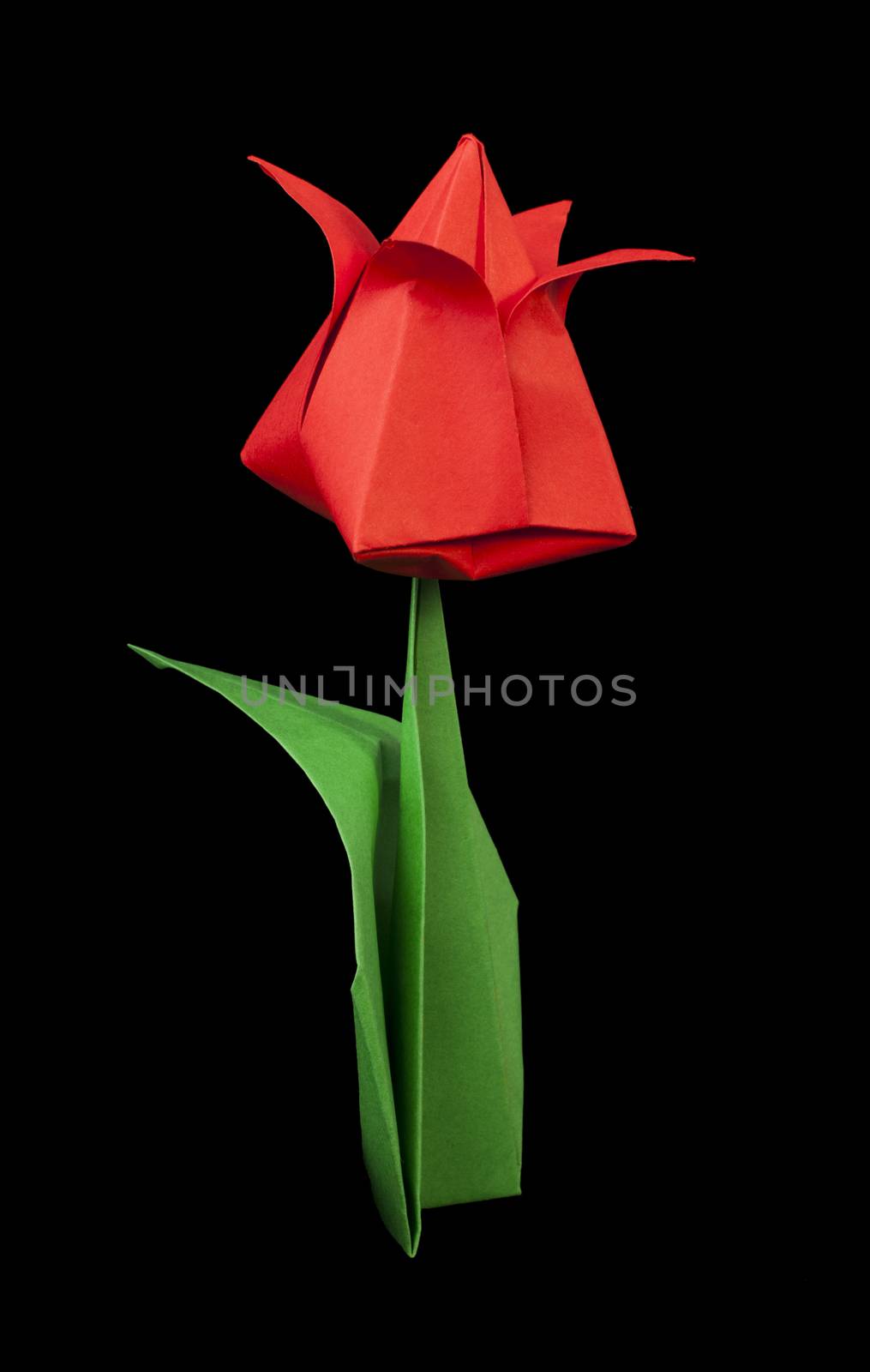 Red tulip isolated on black background. Paper made flowers.