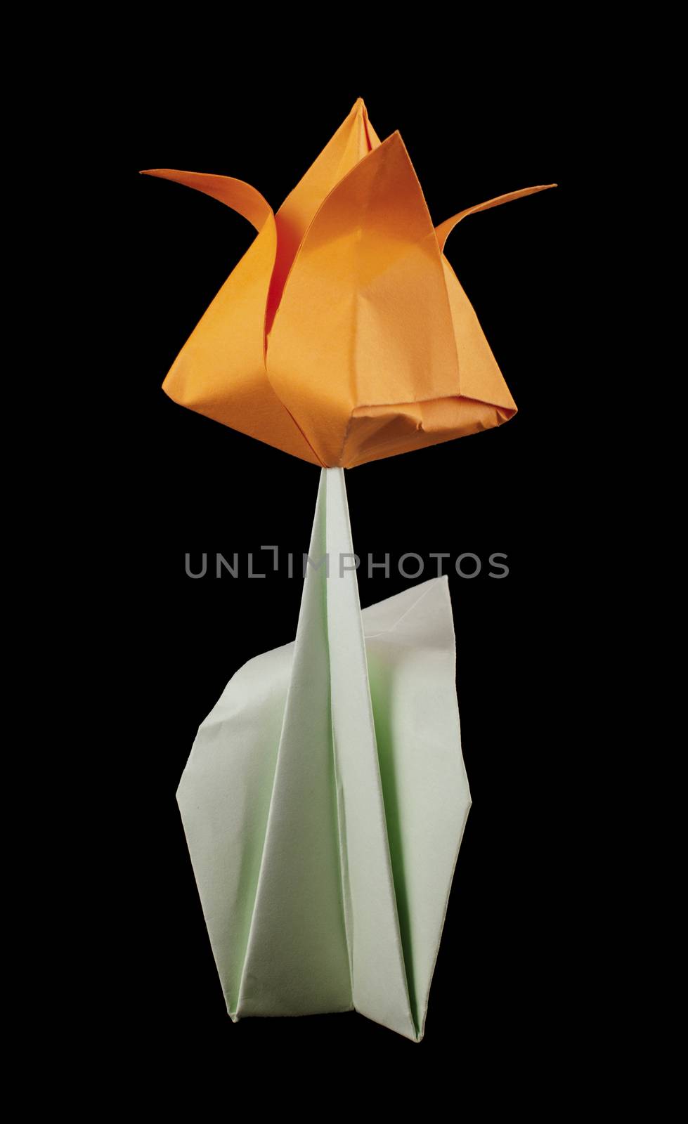 Orange tulip isolated on black background. Paper made flowers.