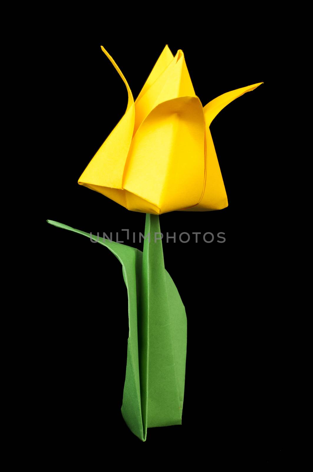 Yellow tulip isolated on black background. Paper made flowers.