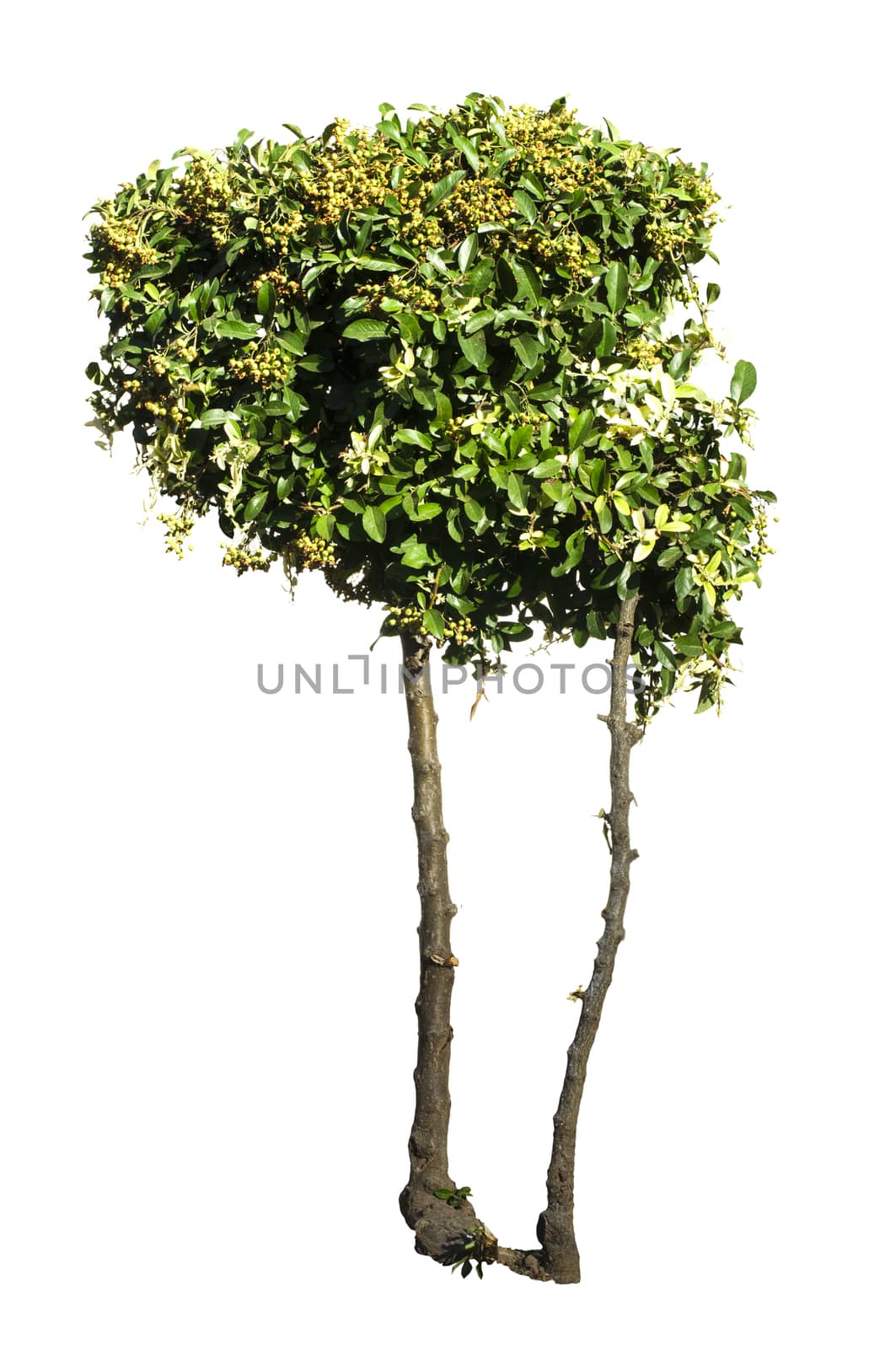 Green trees isolated on white. Decorative green tree